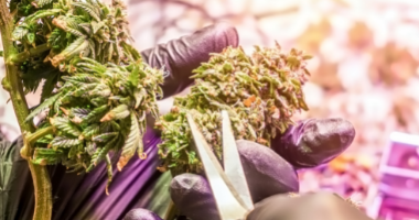 Explore the Rich History and Versatility of Cannabis for Holistic Well-being