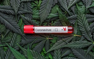 Is Cannabis A Match for Covid?
