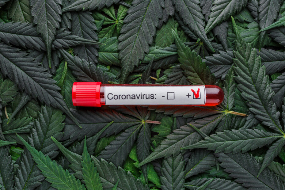 Is Cannabis A Match for Covid?
