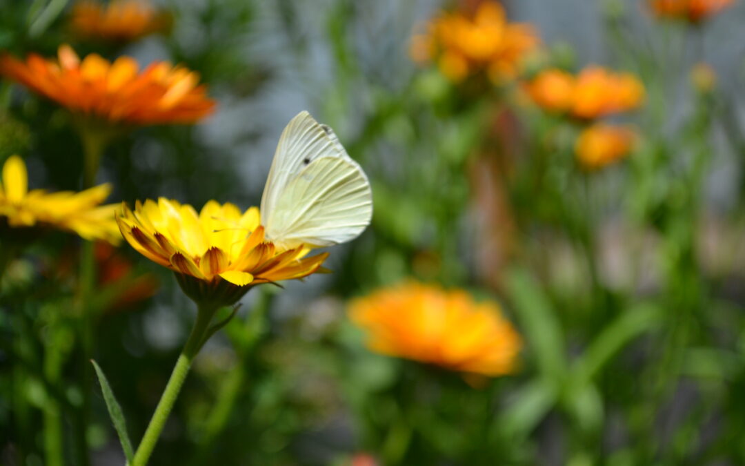 calendula flowers and moth